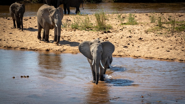 Elephant River Crossing kruger national park-2 - Wildlife - Garth Fuchs Photography 
