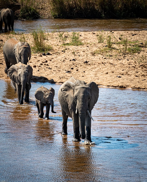 Elephant River Crossing kruger national park-1 - Wildlife - Garth Fuchs Photography  