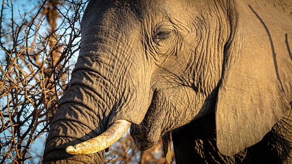 Elephant kruger national park-1 - Wildlife - Garth Fuchs Photography  