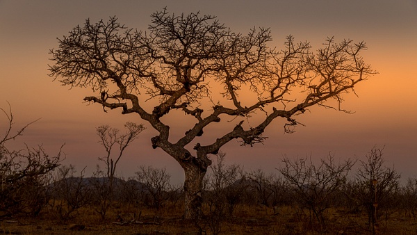African Bush kruger national park-2 - Wildlife - Garth Fuchs Photography 