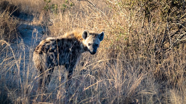 Hyena kruger national park-1 - Wildlife - Garth Fuchs Photography  