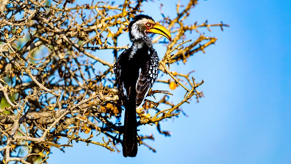 Hornbill kruger national park-1 - Wildlife - Garth Fuchs Photography  