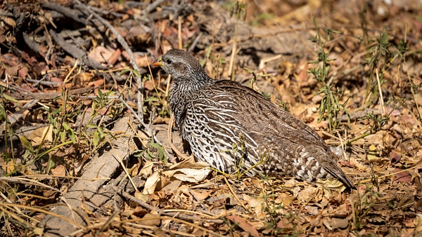 Pheasant kruger national park-1 - Wildlife - Garth Fuchs Photography  