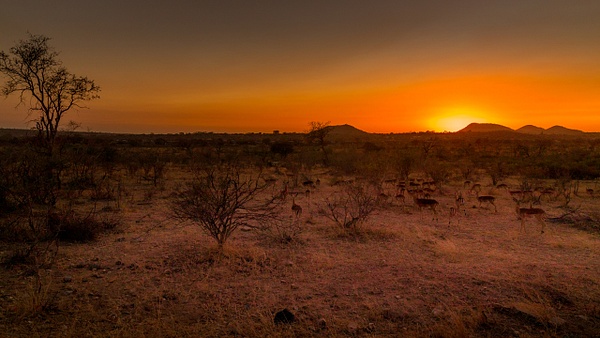 Sunrise kruger national park-1 - Wildlife - Garth Fuchs Photography 