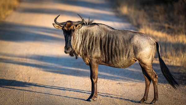 Wildebeeste kruger national park-1 - Wildlife - Garth Fuchs Photography  