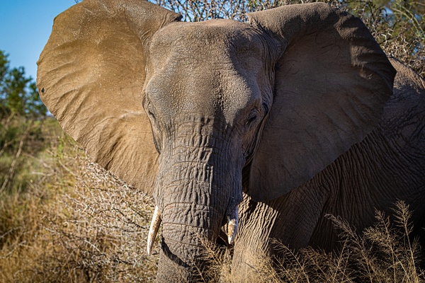 Young Elephant kruger national park-1 - Wildlife - Garth Fuchs Photography 