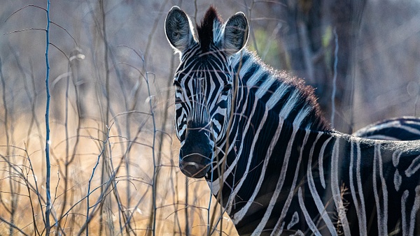 Zebra kruger national park-1 - Wildlife - Garth Fuchs Photography 