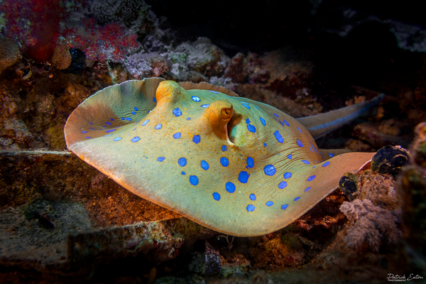 Sharm El-Sheikh - Blue Spotted Stingray 001 - Underwater - Patrick Eaton Photography