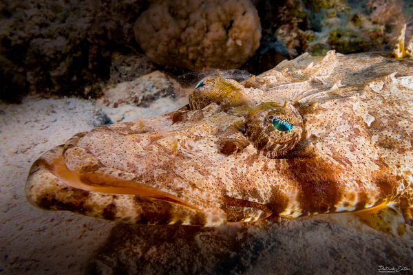 Sharm El-Sheikh - Crocodile Fish 002 - Underwater - Patrick Eaton Photography 
