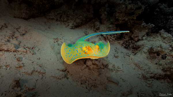 Sharm El-Sheikh - Blue Spotted Stingray 002 - Underwater - PATRICK EATON 