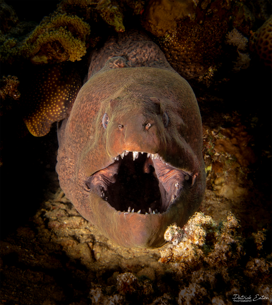 Sharm el-Sheikh - Moray Eel 002 - Underwater - Patrick Eaton Photography 