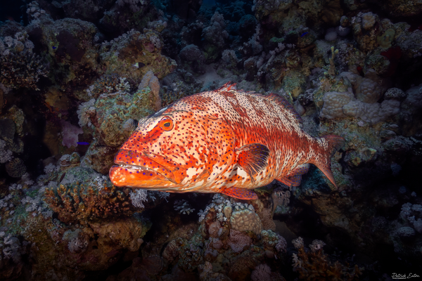 Sharm El-Sheikh - Grouper 001 - Underwater - Patrick Eaton Photography