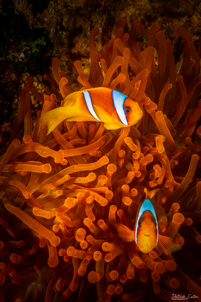 Sharm El-Sheikh - Clown Fish 001 - Underwater - Patrick Eaton Photography