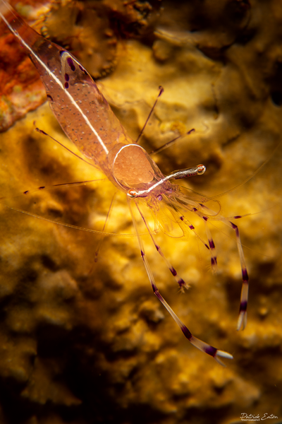 Sharm el-Sheikh - Shrimp 001 - Underwater - Patrick Eaton Photography