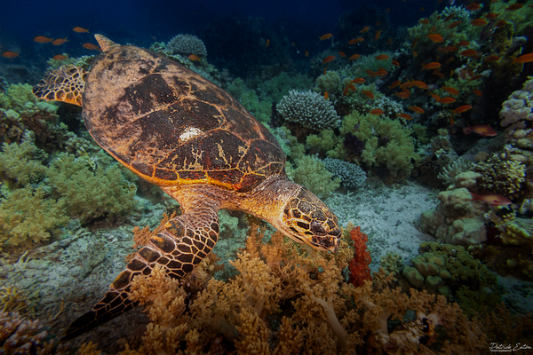 Sharm El-Sheikh - Turtle 001 - Underwater - Patrick Eaton Photography