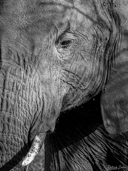 Safari - Elephant 001 - Black & White - PATRICK EATON