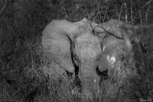 Safari - Elephant 002 - Animals - PATRICK EATON