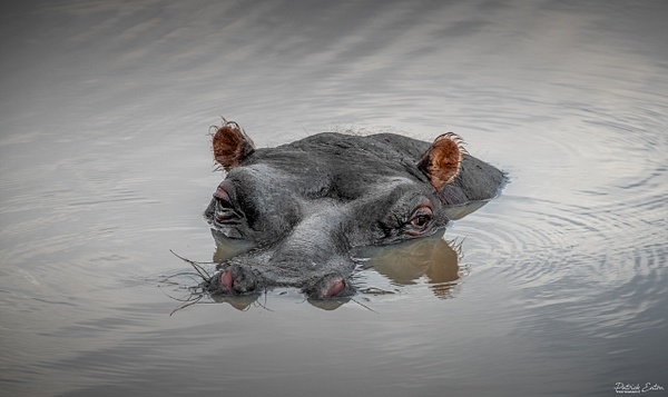 Safari - Hippo 001 - Animals - Patrick Eaton Photography