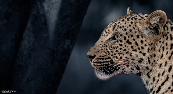 Safari - Leopard 001 - Animals - Patrick Eaton Photography 