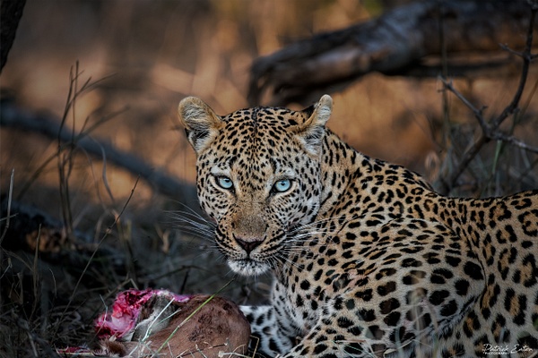 Safari - Leopard 005 - Animals - Patrick Eaton Photography 
