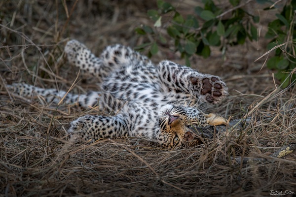 Safari - Leopard 003 - PATRICK EATON