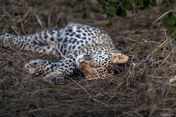 Safari - Leopard 004 - Animals - PATRICK EATON