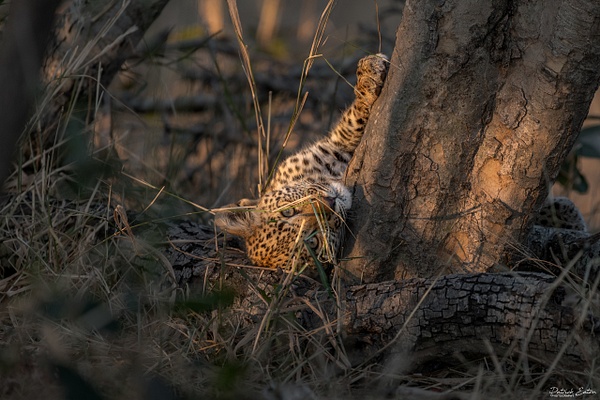 Safari - Leopard 006 - PATRICK EATON 