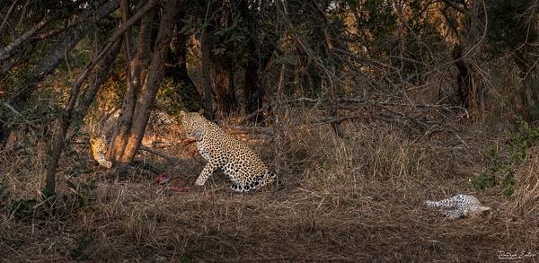 Safari - Leopard 007 - PATRICK EATON