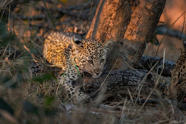Safari - Leopard 010 - Animals - PATRICK EATON