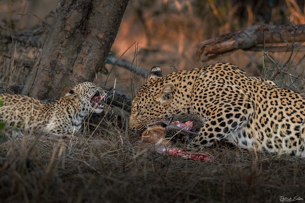 Safari - Leopard 014 - Animals - Patrick Eaton Photography