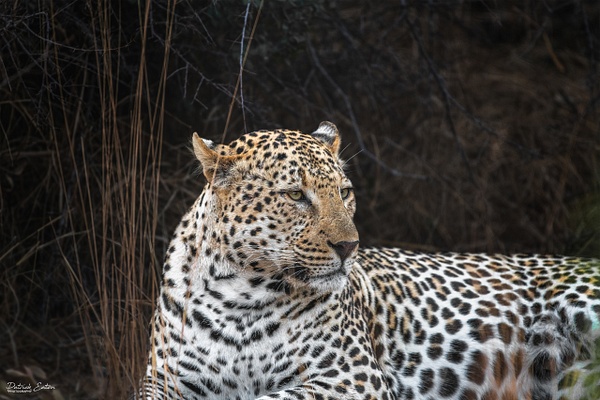 Safari - Leopard 022 - PATRICK EATON
