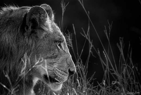 Safari - Lion 001 - Black & White - PATRICK EATON