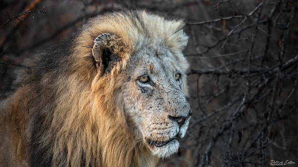 Safari - Lion 004 - Animals - Patrick Eaton Photography