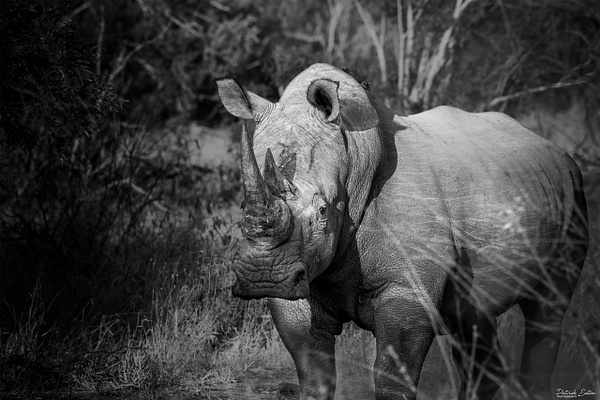 Safari - Rhino 001 - Black & White - PATRICK EATON 