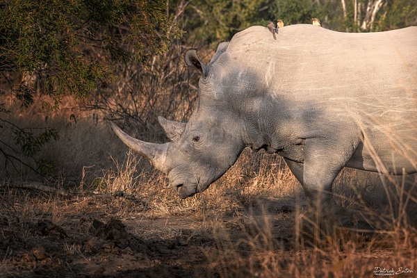 Safari - Rhino 002 - Animals - Patrick Eaton Photography 
