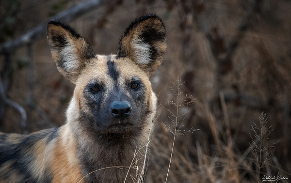 Safari - Wild Dog 001 - Animals - Patrick Eaton Photography
