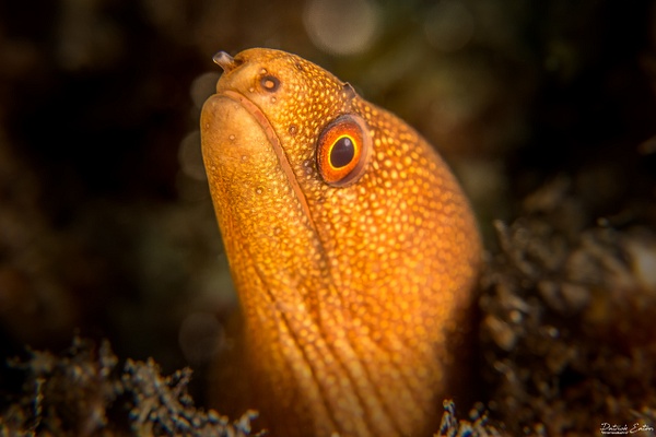 Cabo Verde - Moray Eeel 003 - Underwater - Patrick Eaton Photography