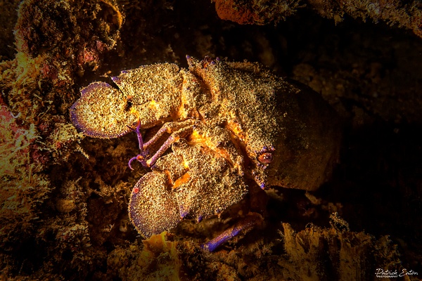 Cabo Verde - Cigal de mer 001 - Underwater - Patrick Eaton Photography