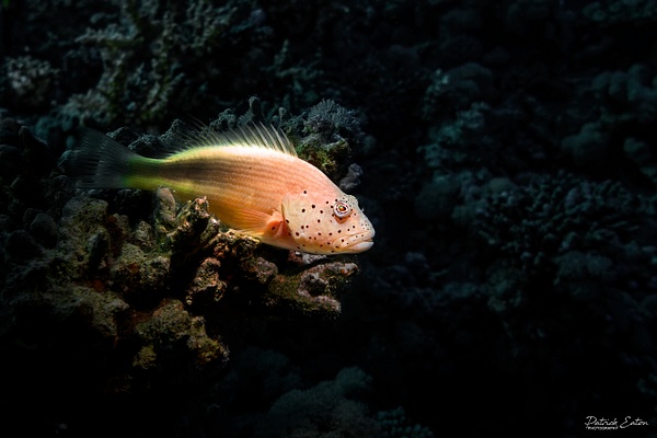 2020 Sharm El-Sheikh - Forsters Hawkfish 002 - Underwater - Patrick Eaton Photography 