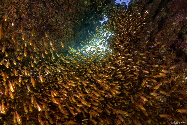 2020 Sharm El-Sheikh - Glass Fish 001 - Underwater - PATRICK EATON