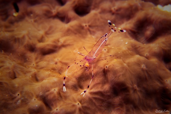 2020 Sharm El-Sheikh - Glass Shrimp 001 - Underwater - Patrick Eaton Photography