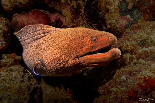 2020 Sharm El-Sheikh - Moray Eel 002 - Underwater - PATRICK EATON