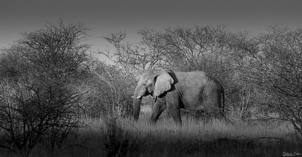 Elephant 003 - ERINDI - Landscape - Patrick Eaton Photography 