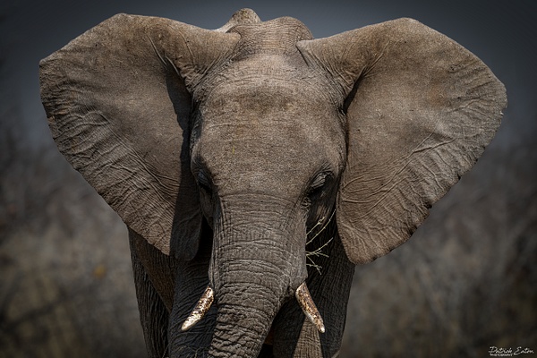 Elephant 006 - ETOSHA - Landscape - Patrick Eaton Photography