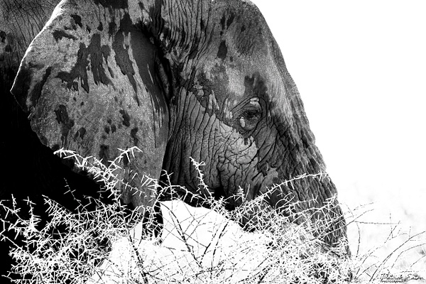 Elephant 002 - ERINDI - Animals - Patrick Eaton Photography 