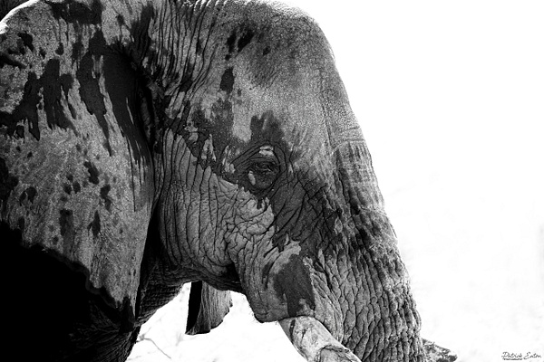Elephant 001 - ERINDI - Landscape - Patrick Eaton Photography 