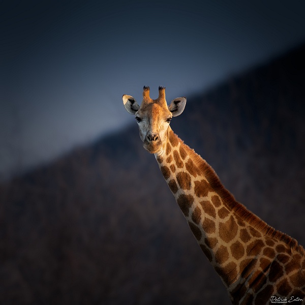 Girafe 001 - ERINDI - Namibia - Patrick Eaton Photography