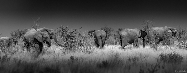 Elephant 007 - ETOSHA - Landscape - Patrick Eaton Photography