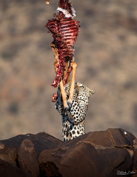 Leopard 001 - ERINDI - Namibia - Patrick Eaton Photography 