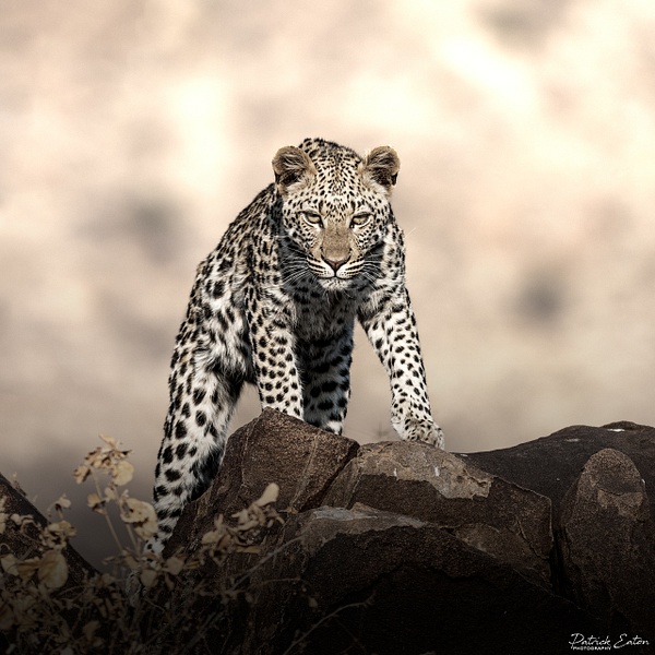 Leopard 002 - ERINDI - Namibia - Patrick Eaton Photography